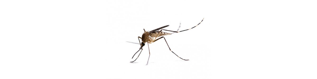 Уничтожение (обработка) от комаров в Краснодаре