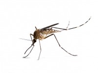 Уничтожение (обработка) от комаров в Краснодаре