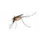Средства от комаров на участке