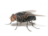 Уничтожение  (дезинсекция) мух в Краснодаре