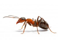 Уничтожение муравьев в Краснодаре