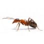 Средства от муравьёв
