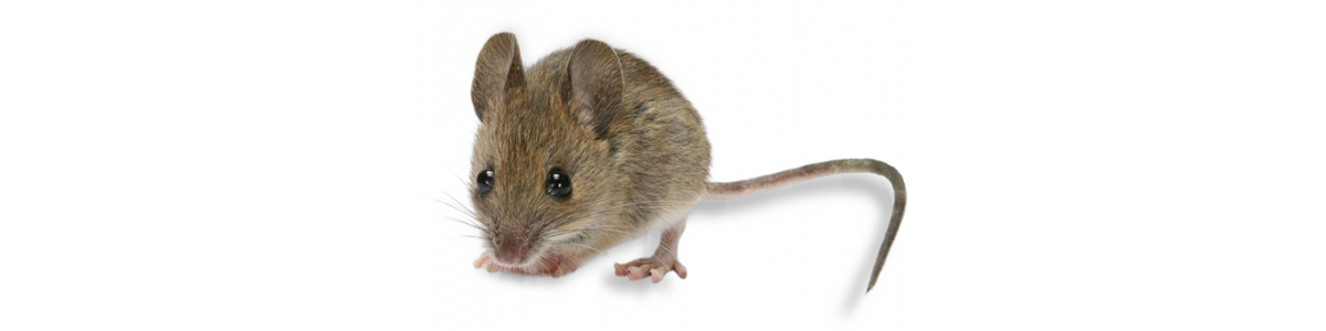 Уничтожение мышей в Краснодаре