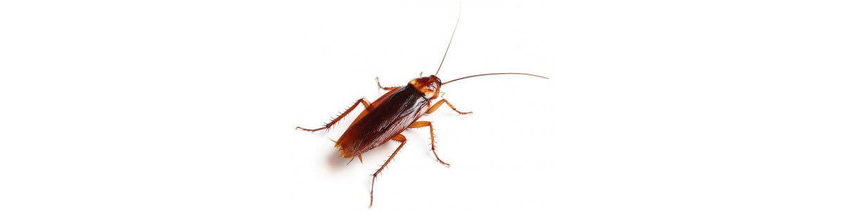 Уничтожение тараканов в Краснодаре