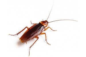 Уничтожение тараканов в Краснодаре