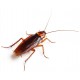 Средства от тараканов в Краснодаре